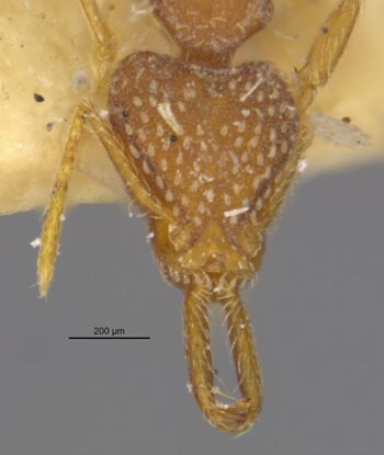 Media type: image;   Entomology 29250 Aspect: head frontal view